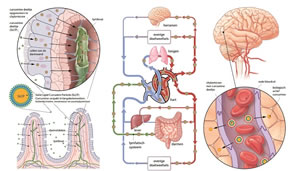 Vitals Curcumine-SLCP opname in lichaam